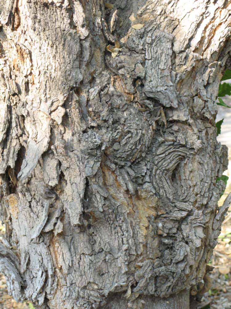            Bark (Riverside, CA)   